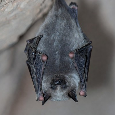 Flying mammal hanging upside down