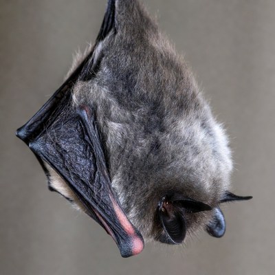 Bat hanging upside down at night