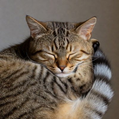 Cat resting with eyes closed