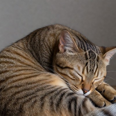 Cat sleeping in cozy position