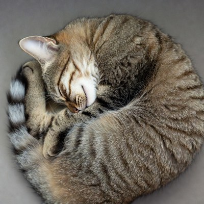 Cat sleeping in a cozy position