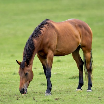 Horse grazing in a green field