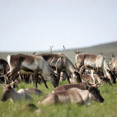 Reindeer grazing in a green field