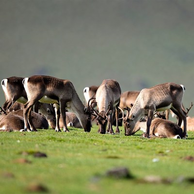 Reindeer grazing in open field