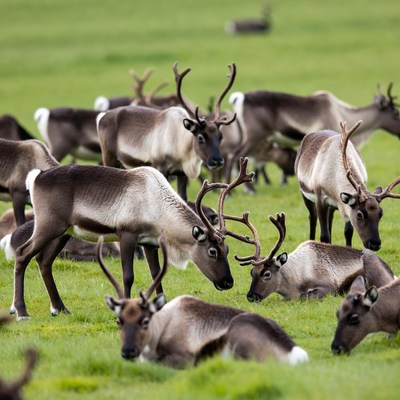 Reindeer grazing in green field