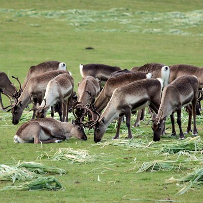 Herd of reindeer grazing in a field