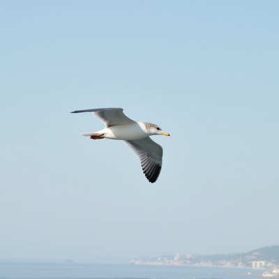 Seagull flying over the ocean