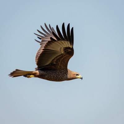 Hawk gliding in clear sky