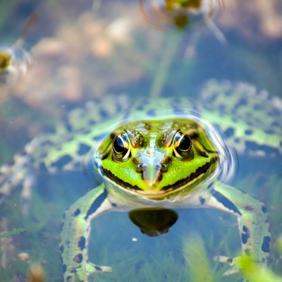 Frog in clear water pond
