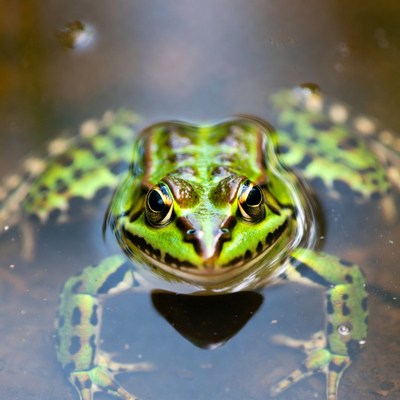 Frog in clear water pond