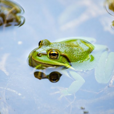 Green frog sitting on water surface