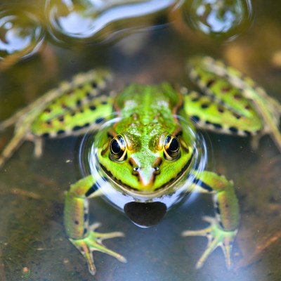 Green frog resting in water