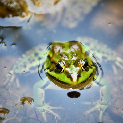 Frog resting on water surface