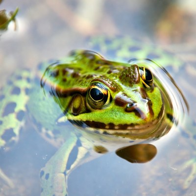Frog in clear water in nature