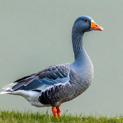 Goose standing on green grass