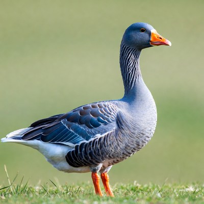 Grey goose standing in the field