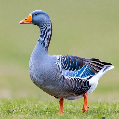 Goose standing on grassy field