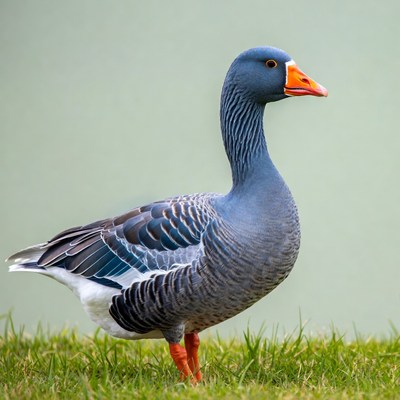 Grey goose standing on green grass