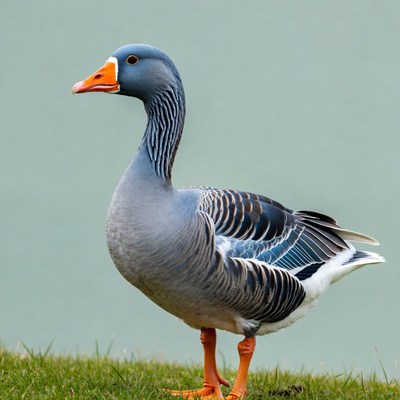 Gray goose standing on grass