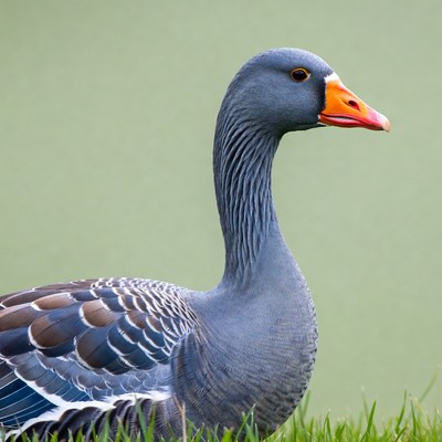 Grey goose standing near grass