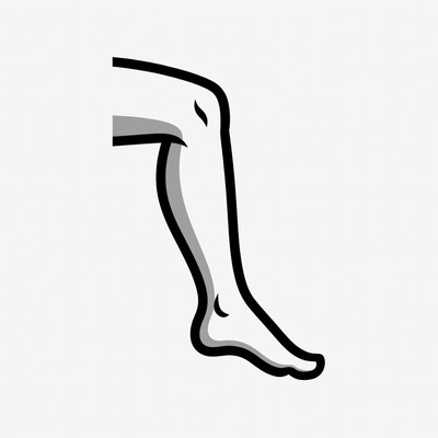 Illustration of leg in side view