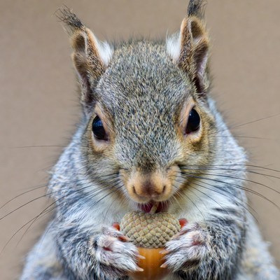 Squirrel holding acorn in close-up
