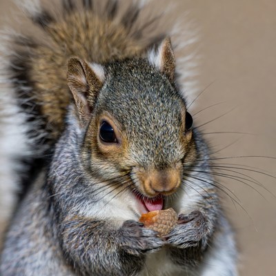Squirrel eating nut in daylight