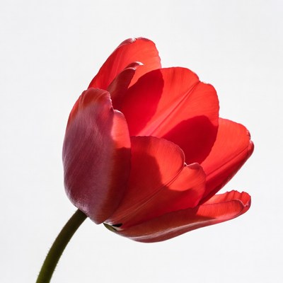 Red flower against white background