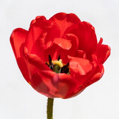 Bright red tulip in full bloom
