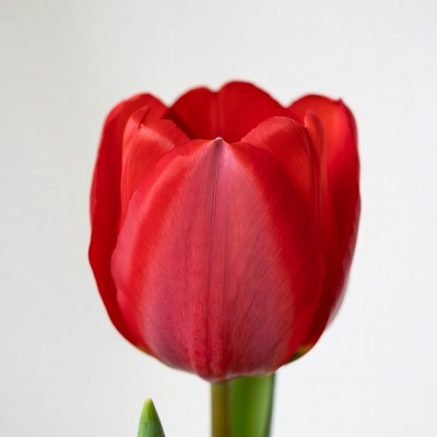 Red tulip stands tall on table