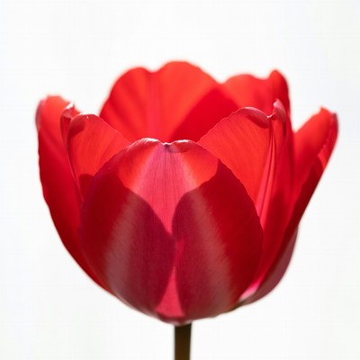 Bright red tulip in bloom