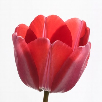 Bright red tulip stands alone