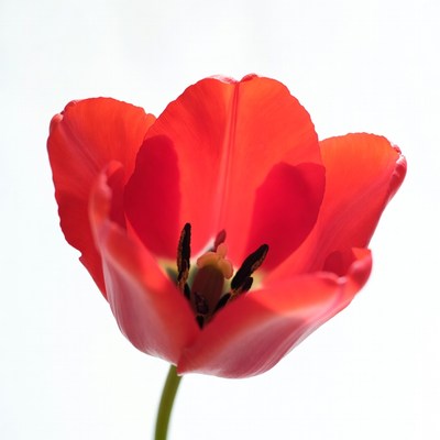 Bright red tulip with sunlight