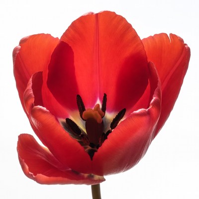 Red tulip blooms in spring light