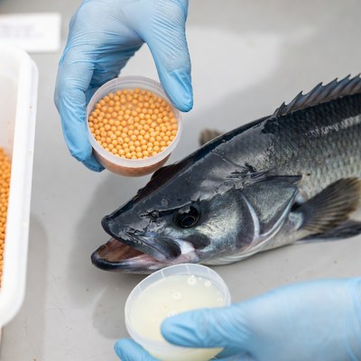 Fish hatchery process in action