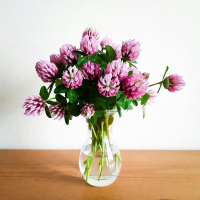 Clover flowers in clear vase