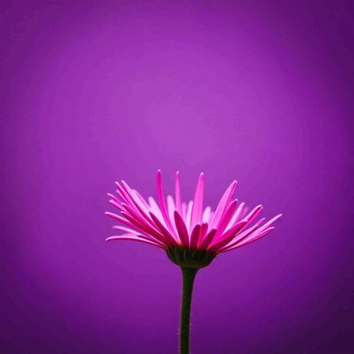 Flower in front of purple background
