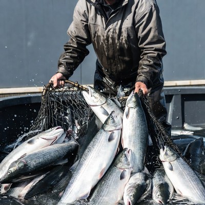 Man pulls fish from water