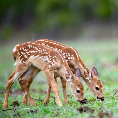 Fawns grazing in green field