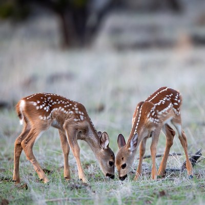 Fawns eating in open field