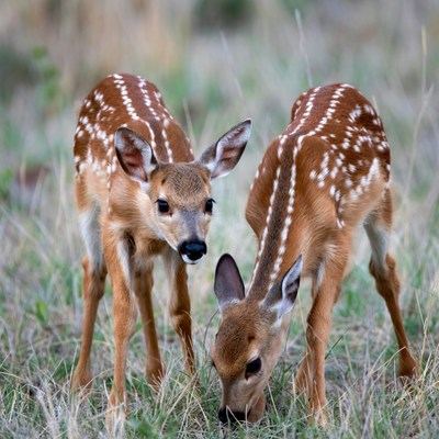 Two fawns grazing in the grass