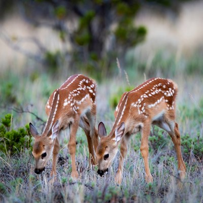 Fawns grazing in the grass
