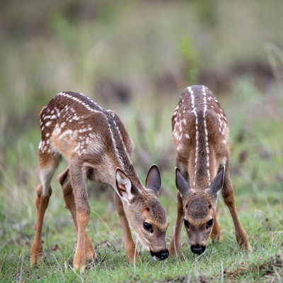 Deer fawns grazing in open field