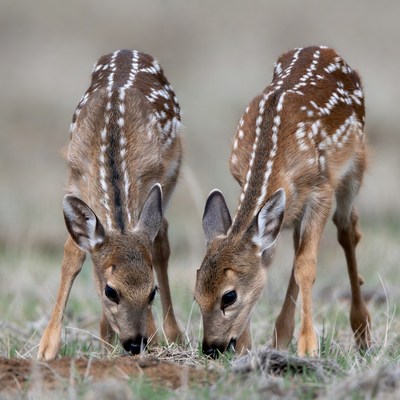 Young deer feeding in field