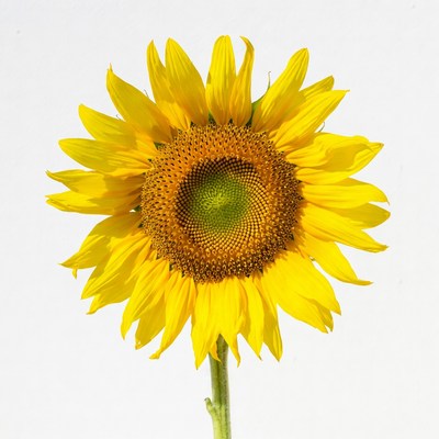 Sunflower facing the sunlight outside