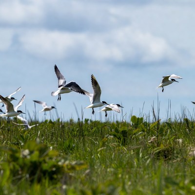 Birds flying over grassy field