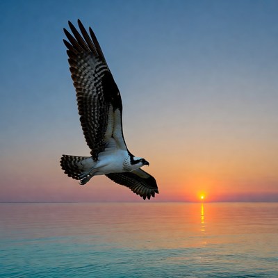 Osprey flying at sunset over ocean