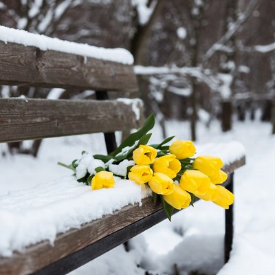 Yellow flowers on snowy bench