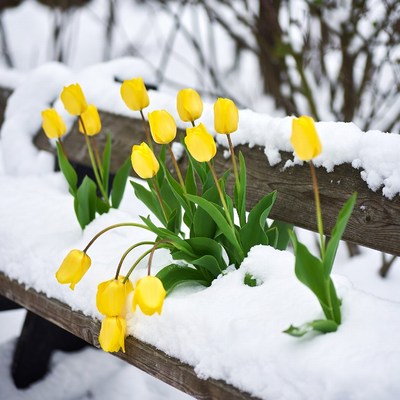 Yellow tulips growing in snow