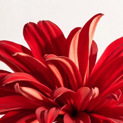 Bright red flower blooms in detail